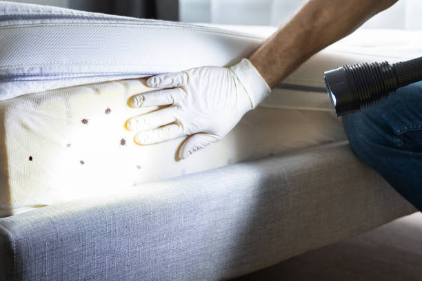 Best Pest Removal Services  in Big Bass Lake, PA