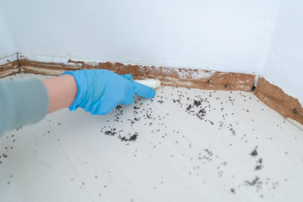 Best Local Pest Control Services  in Big Bass Lake, PA